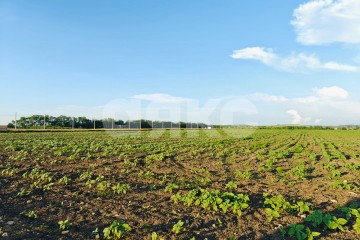 Фото №1: Коммерческая земля - Краснодарский край муниципальный округ Анапа