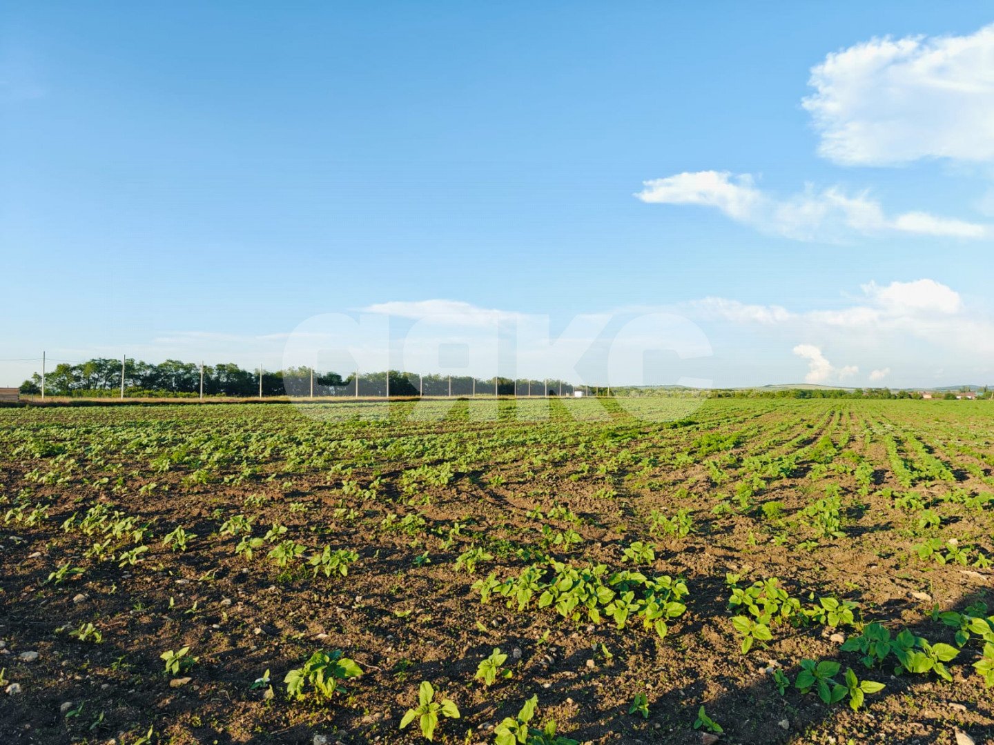 Фото №1: Коммерческая земля 150 сот. - Краснодарский край муниципальный округ Анапа