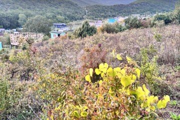 Фото №5: Участок садоводство - загородный  Дачи, 