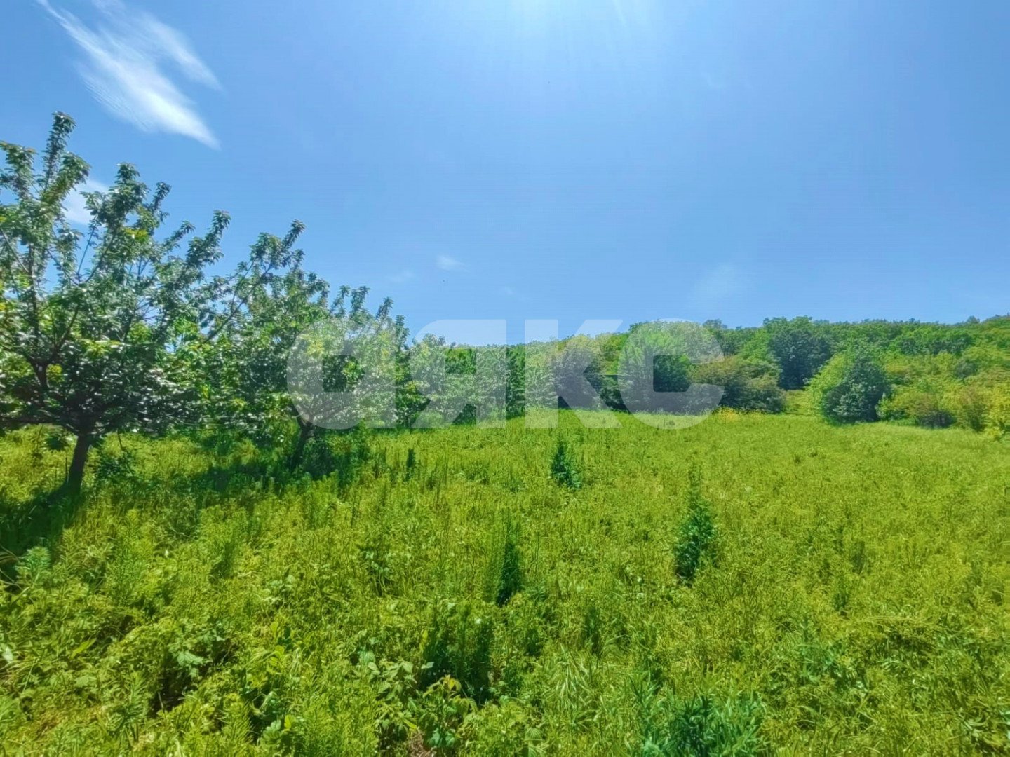 Фото №3: Личное подсобное хозяйство 31 сот. - Бужор, ул. Солнечная