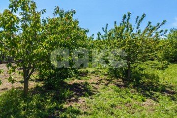 Фото №1: Личное подсобное хозяйство - Бужор, ул. Солнечная