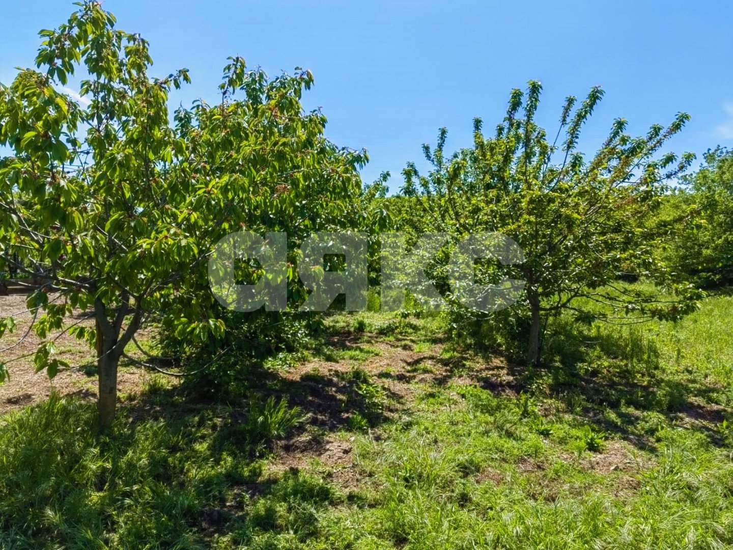 Фото №1: Личное подсобное хозяйство 31 сот. - Бужор, ул. Солнечная