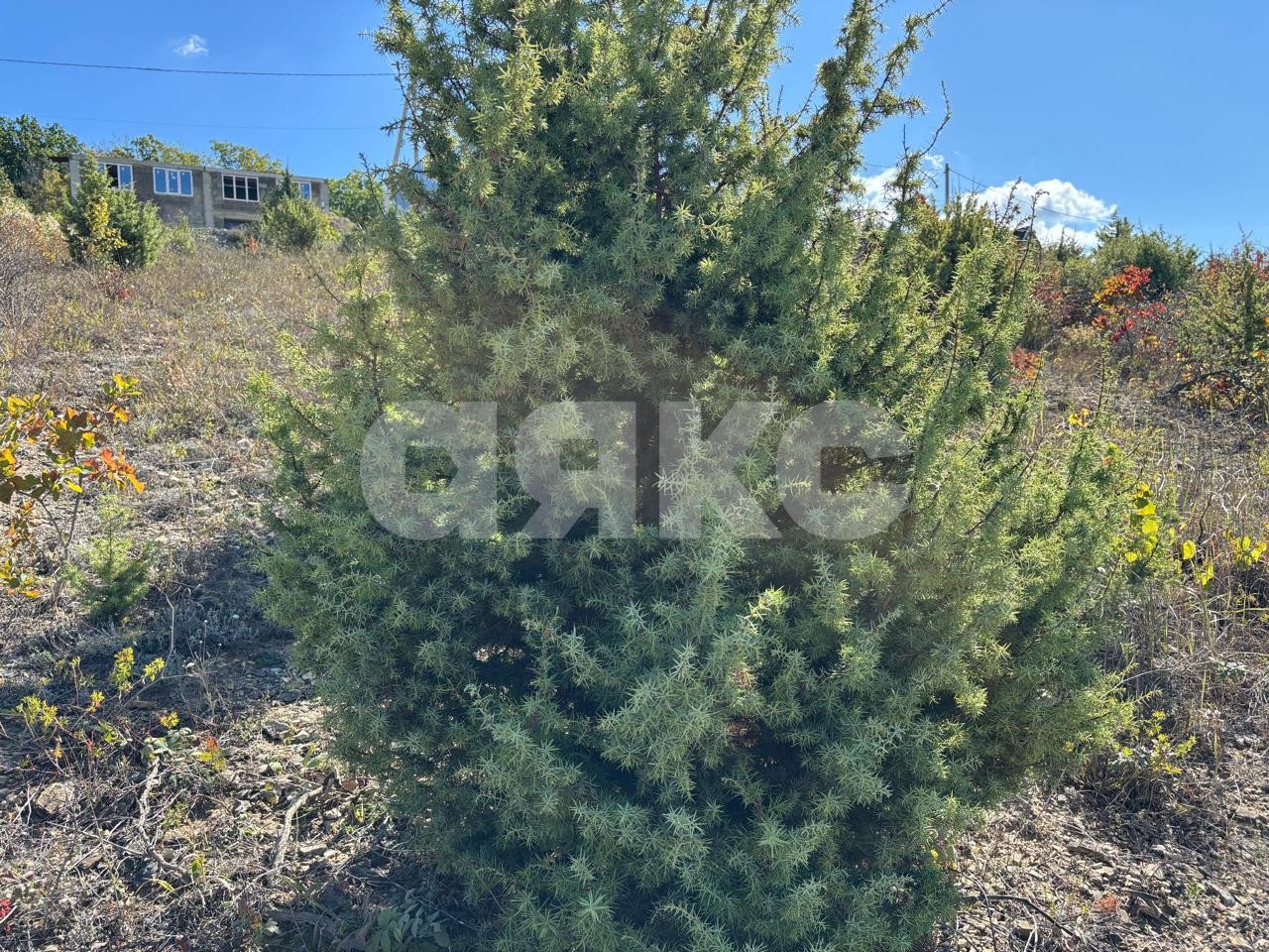 Фото №2: Участок садоводство 6.21 сот. - Сукко, ул. Сосновый тупик