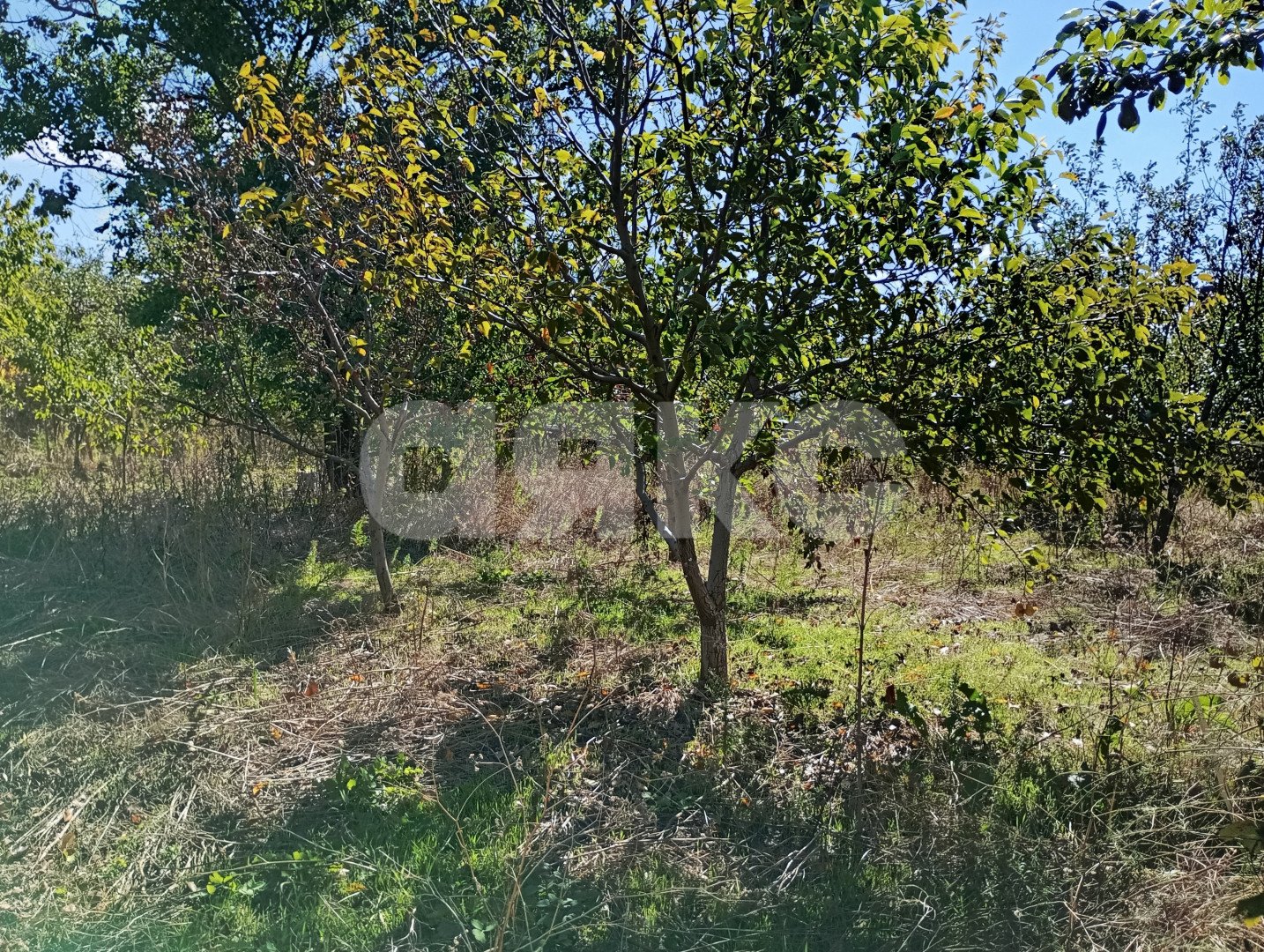 Фото №14: Участок садоводство 5 сот. - СОТ Строитель, ул. Кавказская, 1