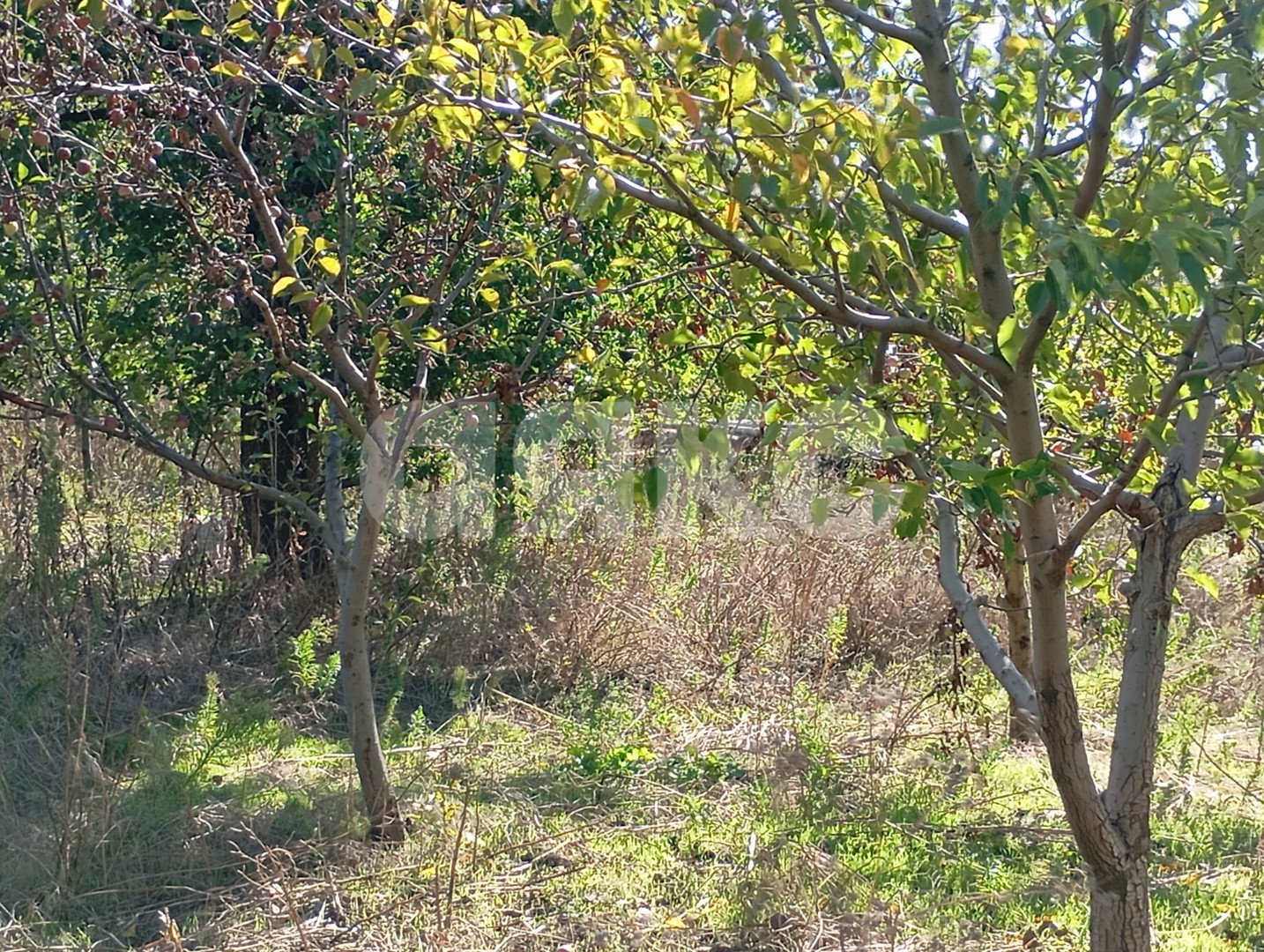 Фото №9: Участок садоводство 5 сот. - СОТ Строитель, ул. Кавказская, 1