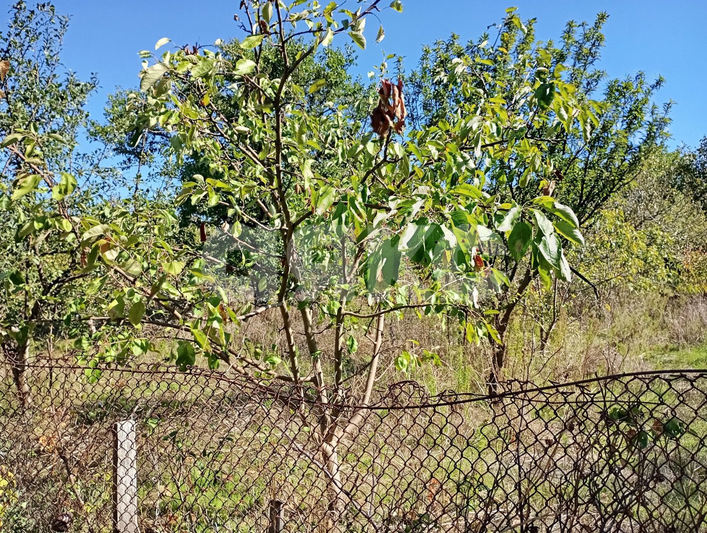 Фото №16: Участок садоводство 5 сот. - СОТ Строитель, ул. Кавказская, 1