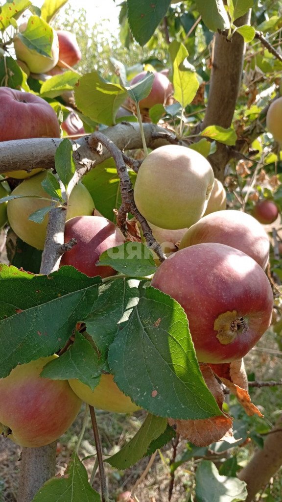 Фото №30: Дом 75 м² + 3.3 сот. - Анапская, ул. Изумрудная