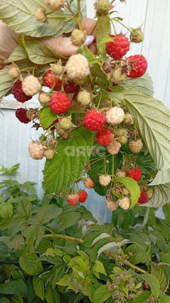 Фото №28: Дом 75 м² + 3.3 сот. - Анапская, ул. Изумрудная