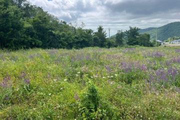 Фото №2: Земельный участок 8.08 сот. - Агой, ул. Светлая, 8