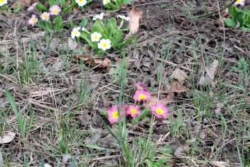 Фото №2: Земельный участок 9.38 сот. - Янтарь, мкр. Карасунский внутригородской округ, ул. Янтарная, 183